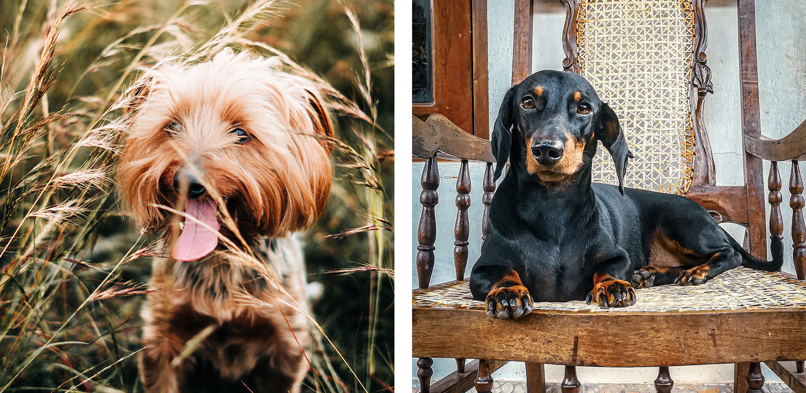 De hond mee op vakantie naar Frankrijk! Hondvriendelijk vakantiehuis LOTT holiday homes. 