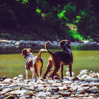 De hond mee op wandelvakantie Frankrijk hondvriendelijk vakantiehuis