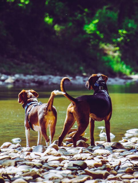 De hond mee op wandelvakantie Frankrijk hondvriendelijk vakantiehuis