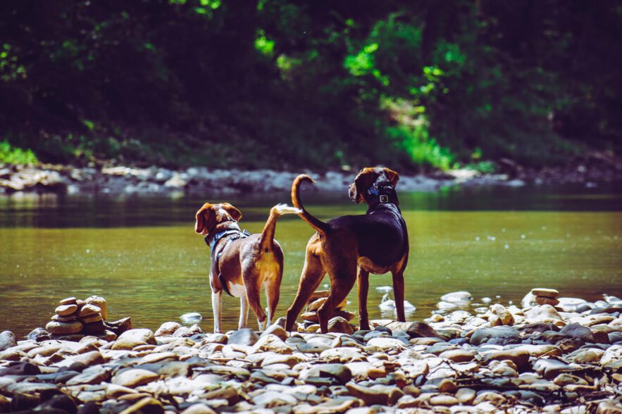 De hond mee op wandelvakantie Frankrijk hondvriendelijk vakantiehuis