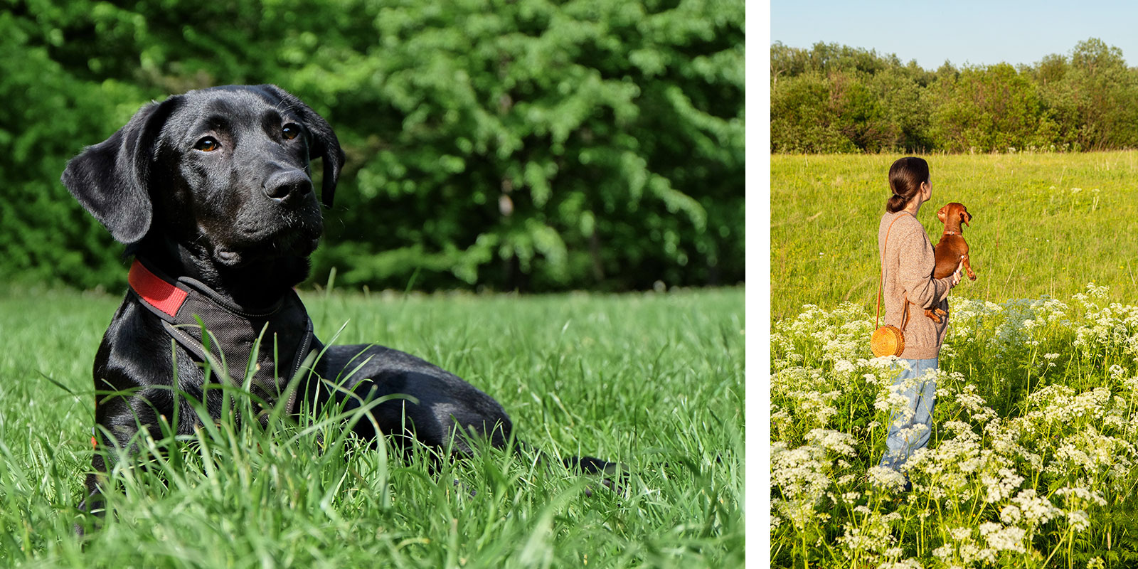 Hondvriendelijk vakantiehuis Frankrijk, LOTT holiday homes & more... Honden zijn welkom!