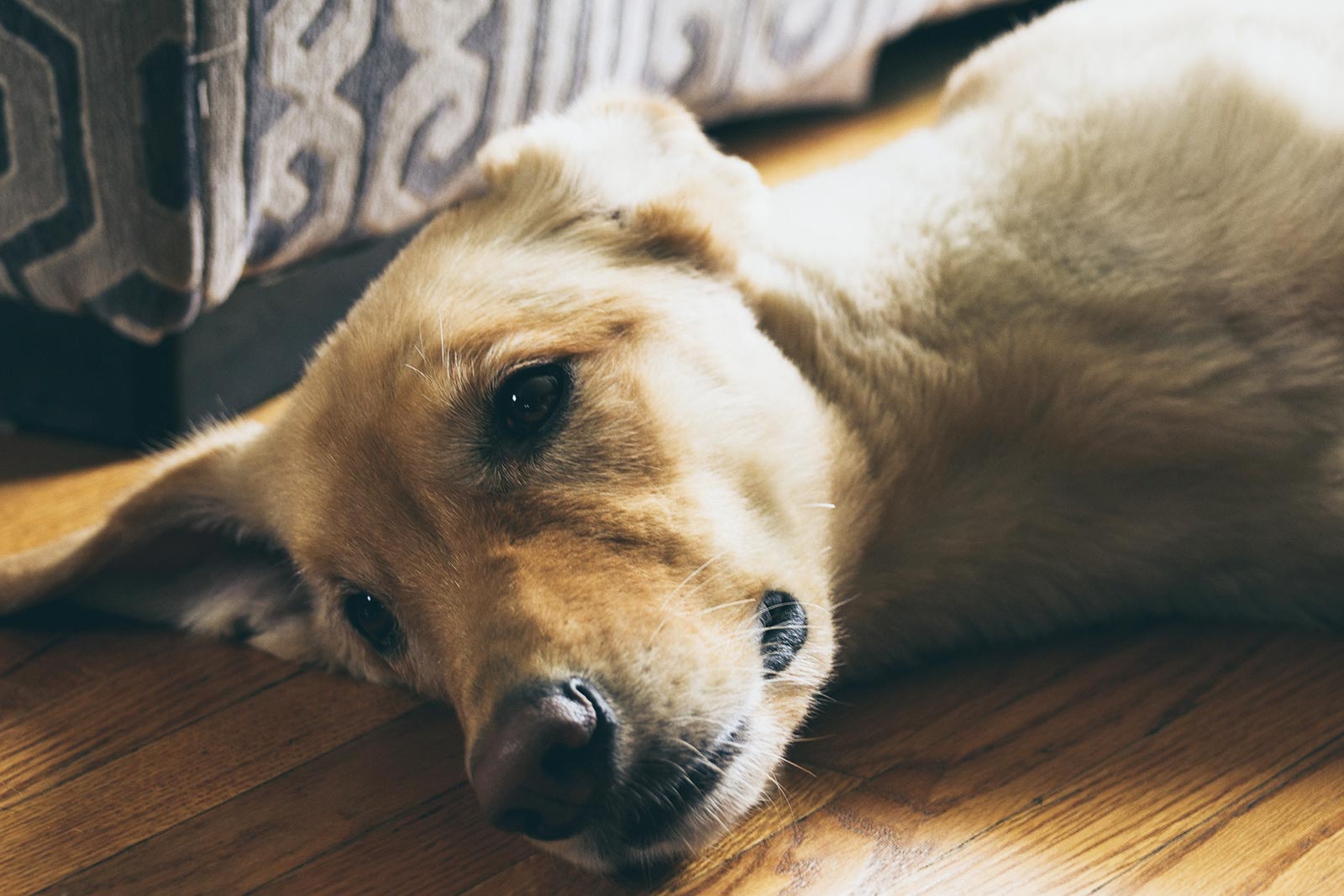 Hondvriendelijk vakantiehuis Frankrijk vakantiegevoel voor de hond en baasje!