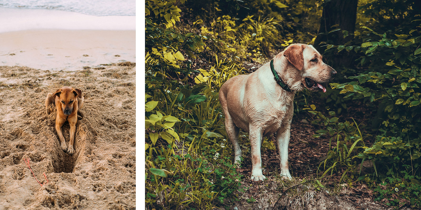 Hondvriendelijk vakantiehuis Frankrijk, waar mag ik met mijn hond komen op vakantie?