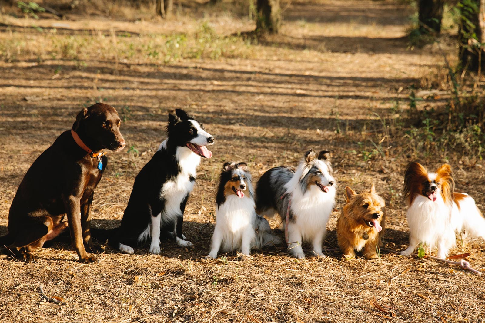 Hondvriendelijk vakantiehuis LOTT holiday homes. Welke hond mag mee op vakantie naar Frankrijk?