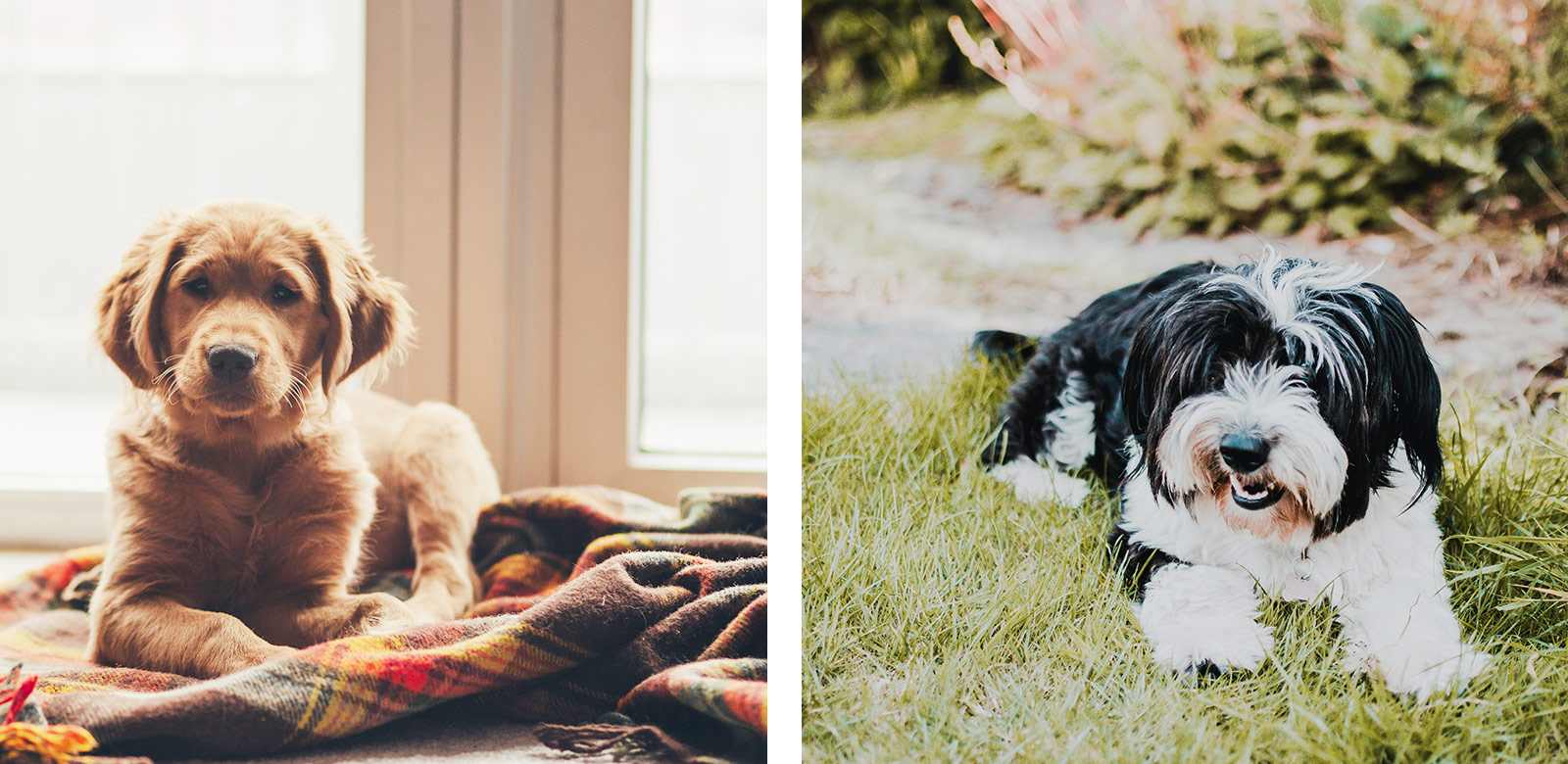 Hondvriendelijke vakantie, vakantiehuis Frankrijk honden zijn toegestaan bij LOTT holiday homes!
