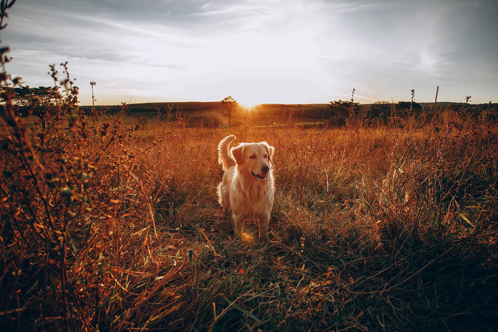 Hondvriendelijke vakantiehuizen Frankrijk, LOTT holiday homes voor hond en baasje!