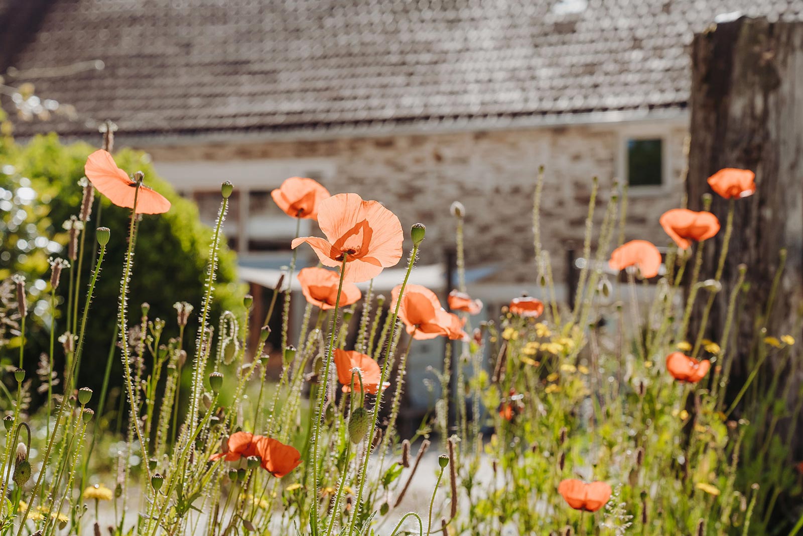 LOTT sociale media vakantiehuizen Frankrijk, sfeerimpressie vakantiehuisjes en natuur.