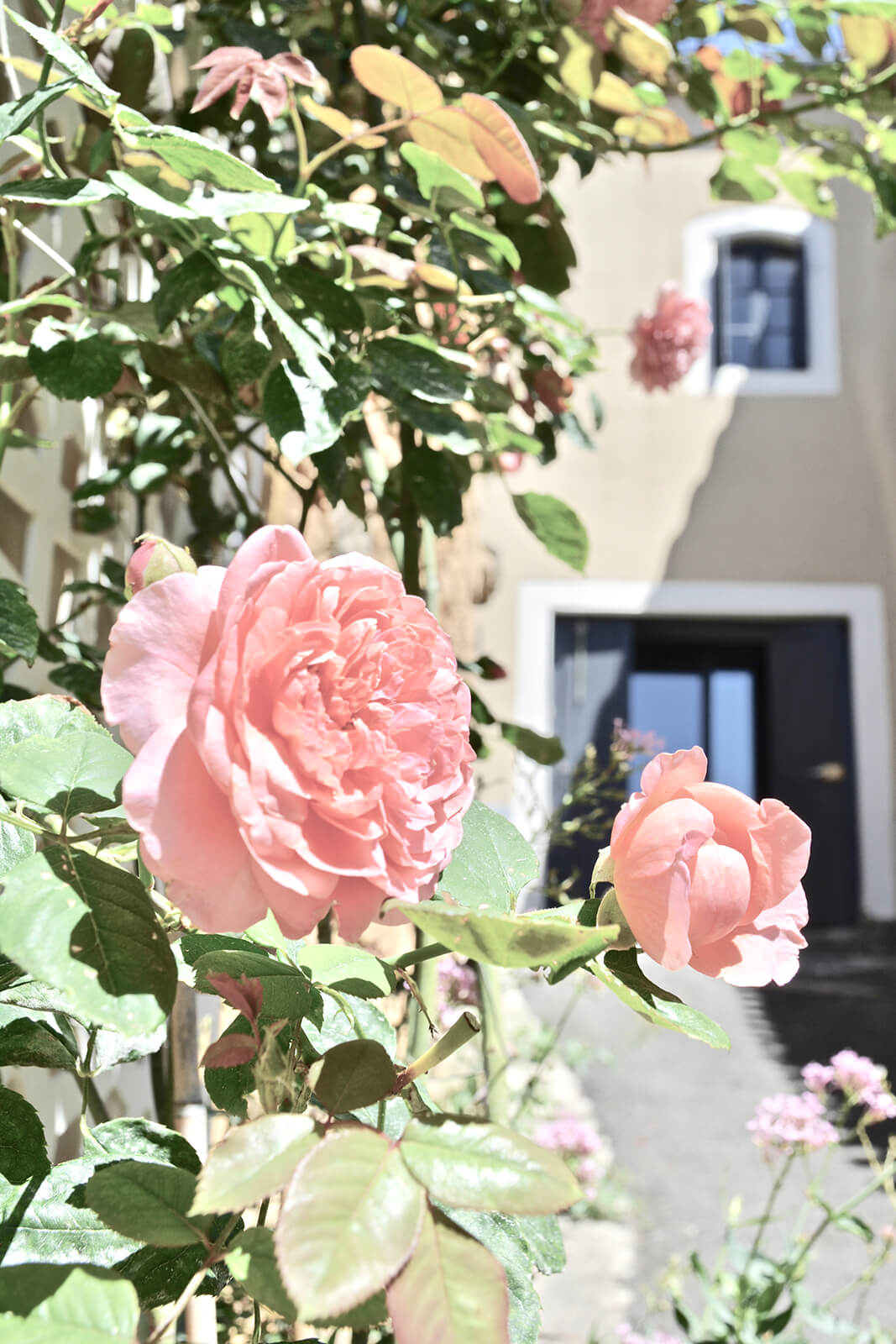 Buiten vakantiehuis LOTT Duravel rozen