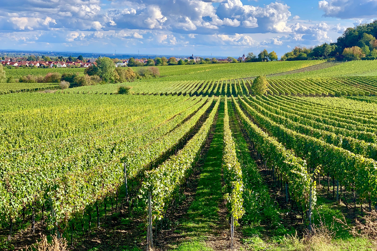 Cycling in the Hérault discover the beautiful wine route!