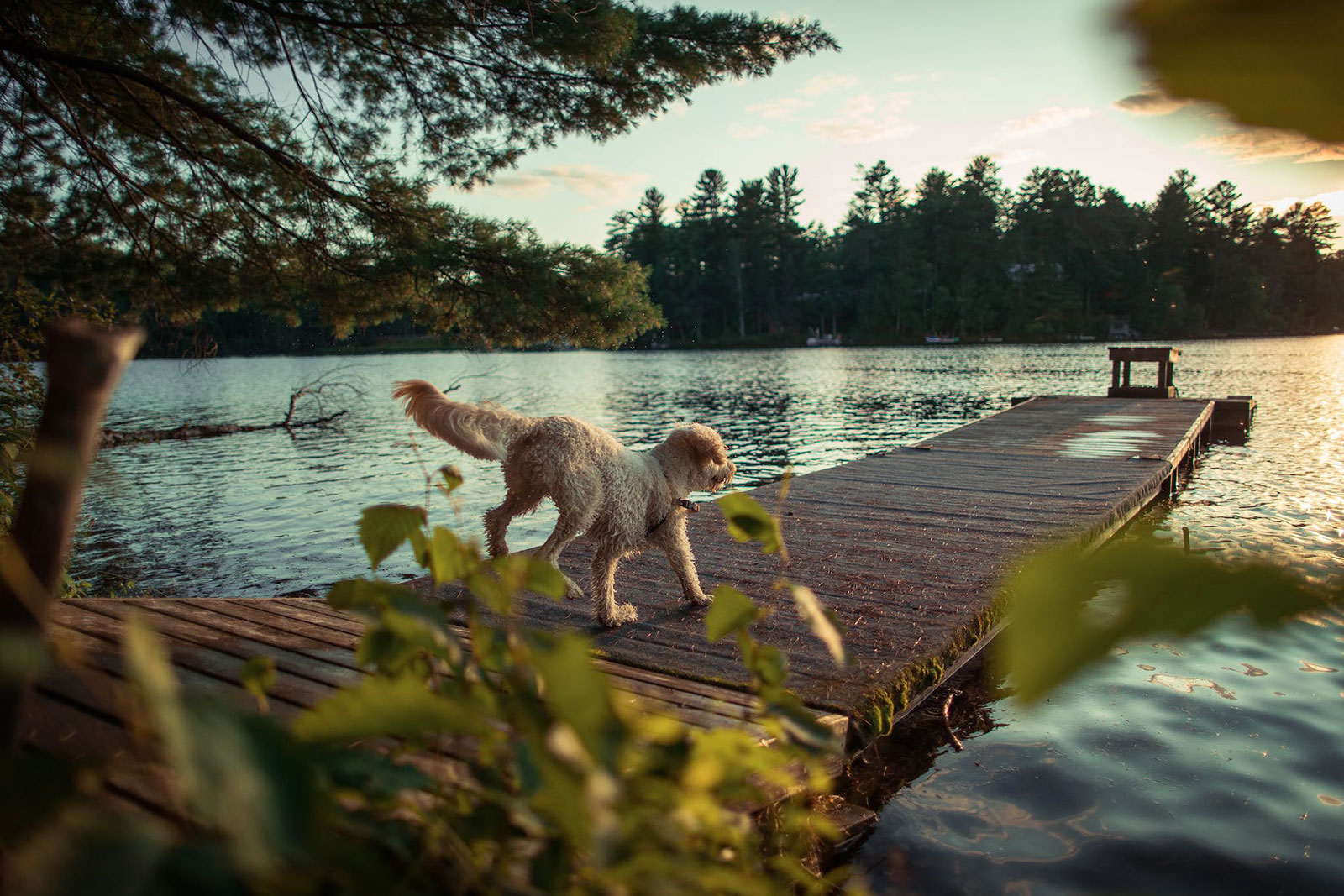 Swimming lakes in the Hérault Occitania day out with the dog on holiday in France.